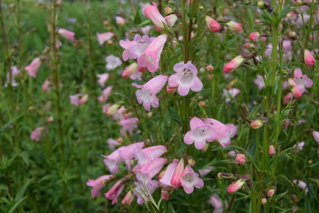 Penstemon 'Apple Blossom' ---